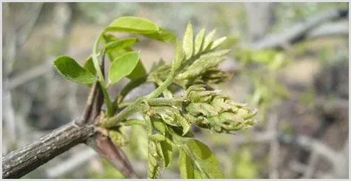 梨茎蜂的为害特征及防治方法 | 种植资料