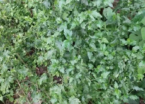 种植方法|菊花脑种植时间和方法