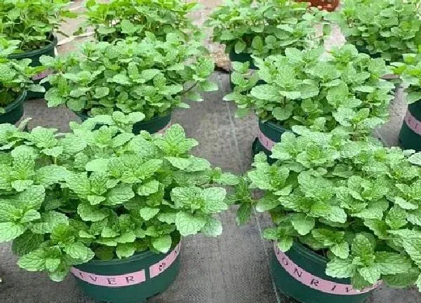 植物扦插|薄荷可以扦插吗