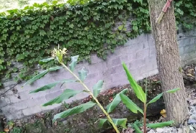 植物百科|鲜姜开花什么原因造成的（大姜为什么会开花）