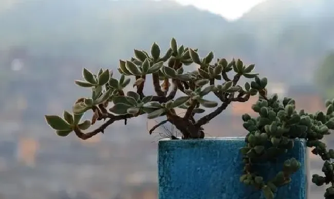 植物百科|天天下雨多肉徒长怎么办（春天露养多肉长成白菜怎么办）