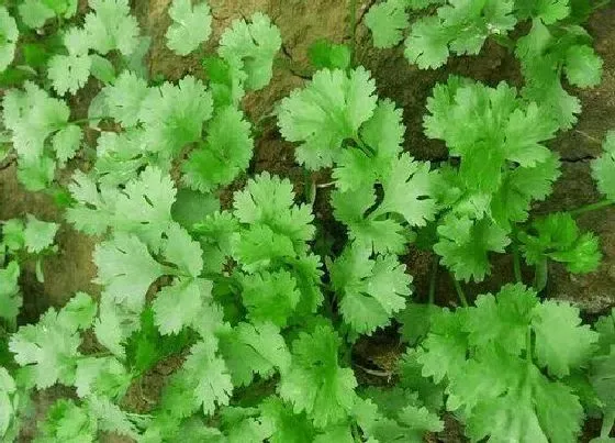 冬天植物|香菜冬天会冻死吗