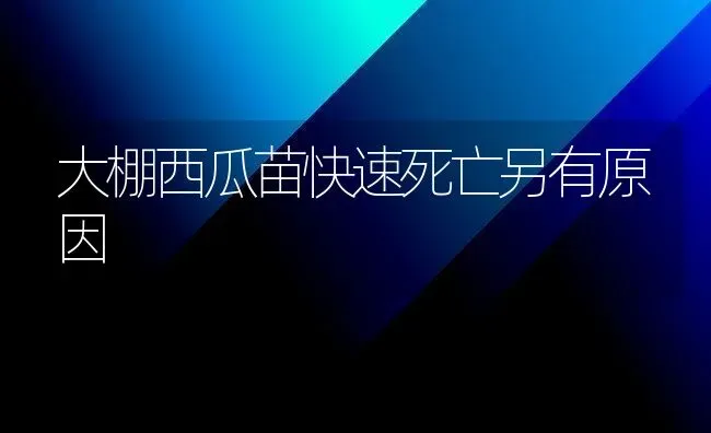 大棚西瓜苗快速死亡另有原因 | 瓜果种植