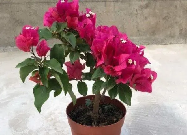 植物扦插|三角梅几月份插扦成活率最高（扦插三角梅的最好方法）