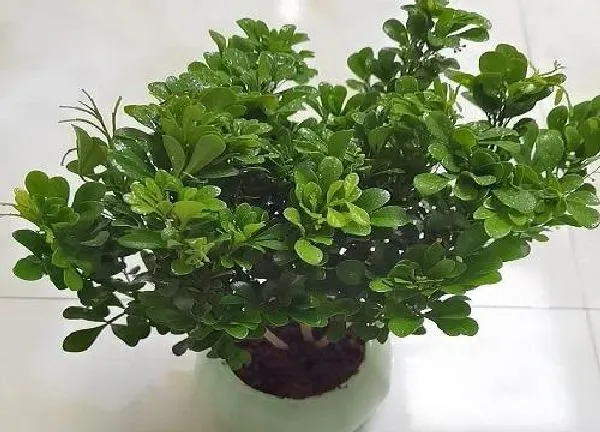 植物移栽|米兰花上盆时间与养护方法