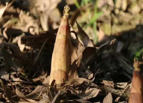 植物毒性|竹笋有毒吗 吃野生新鲜竹笋对人体的功效与作用