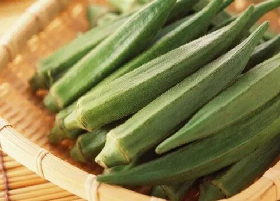 食用常识|秋葵需要去皮吗