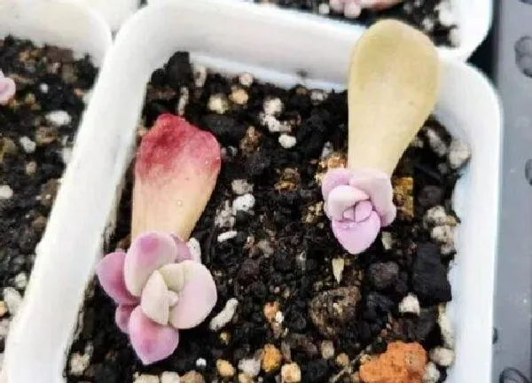 植物扦插|紫乐叶插多久发芽