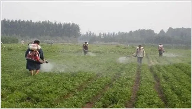 花生的需肥规律是什么？怎么去施肥 | 种植施肥