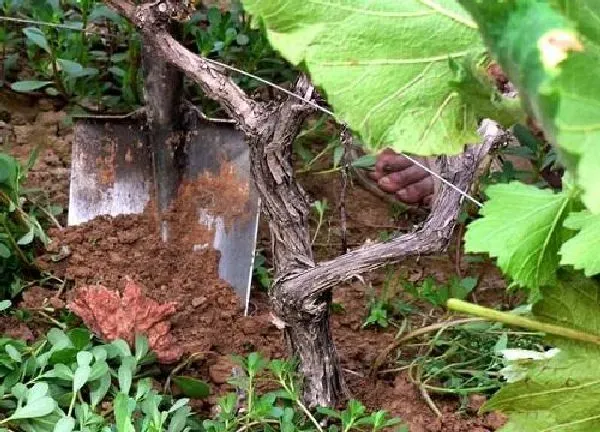 植物浇水|葡萄树几天浇一次水 春夏秋冬各不同