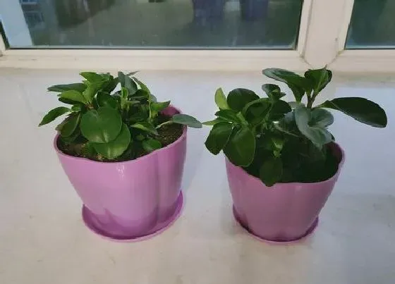 植物百科|碧玉是什么植物