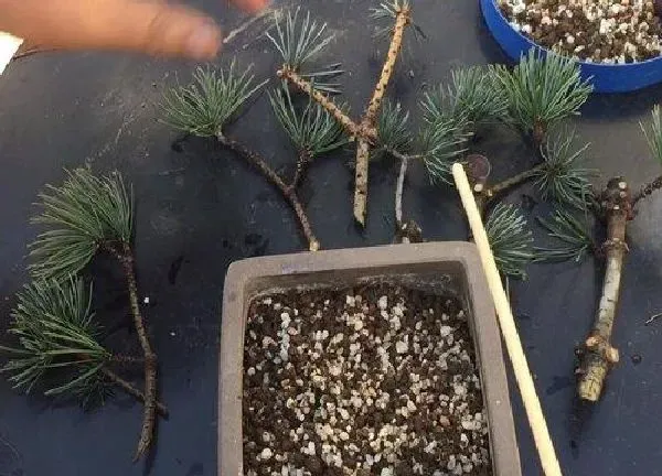 植物扦插|松树几月份扦插最好