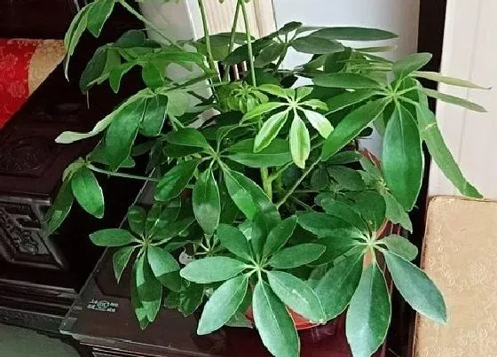 植物百科|鸭掌木又叫什么树