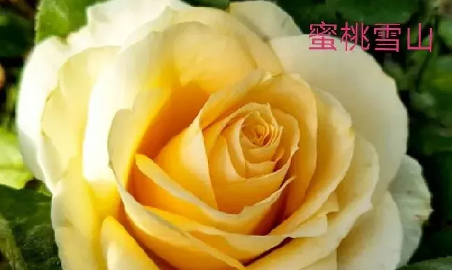 植物百科|切花月季是什么意思（必选的切花月季品种）