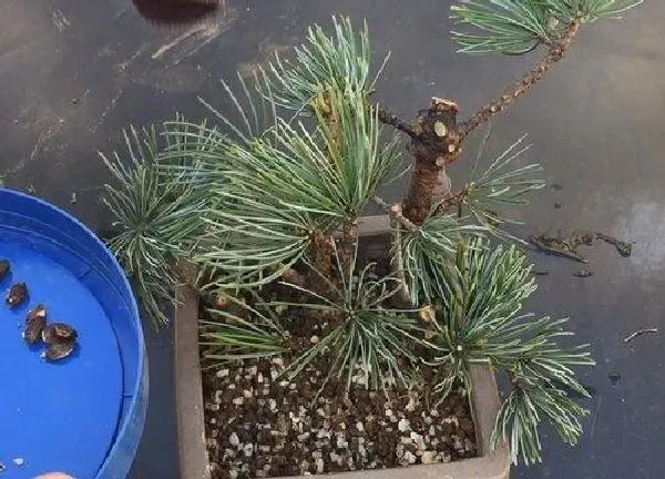 植物扦插|松树几月份扦插最好