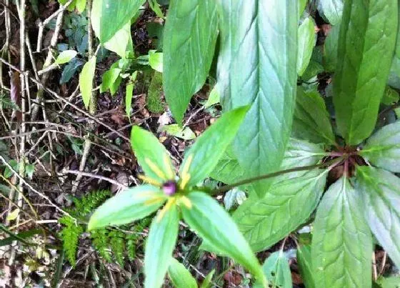 植物百科|七叶花生长在什么地方