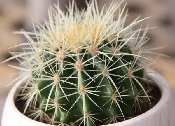 养殖科普|仙人球开花后怎么处理
