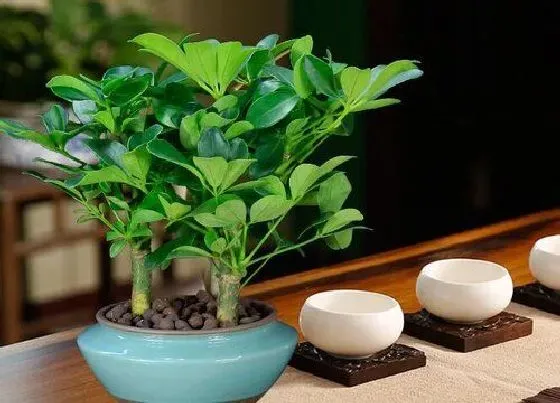 植物百科|鸭掌木又叫什么树