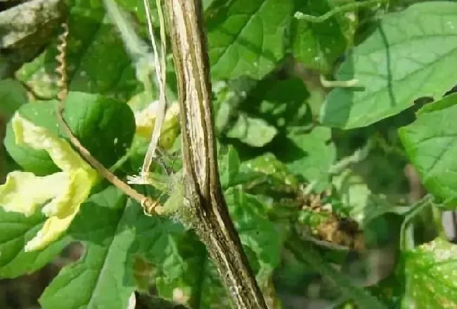 植物病害|黄瓜蔓枯病治疗方法（黄瓜的蔓枯病用什么药防治效果最好）