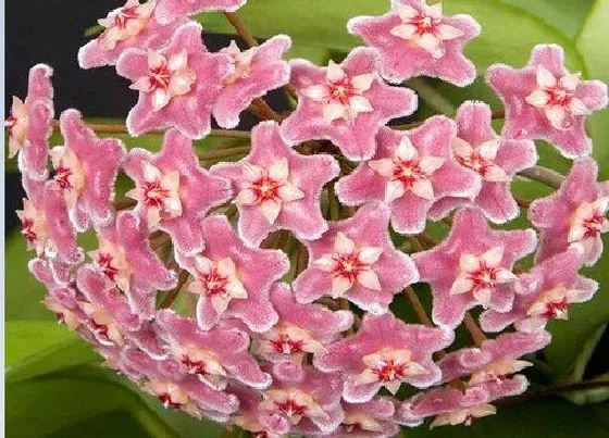 植物百科|球状花卉有哪些
