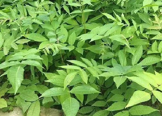 种植管理|杨树几月份种植合适