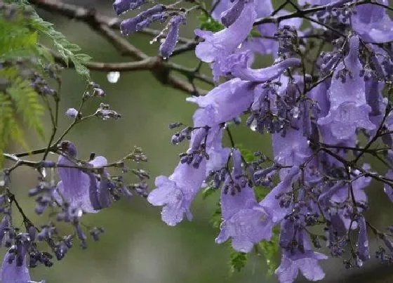 植物寓意|蓝花楹的寓意和象征（蓝花楹花语代表着什么含义）