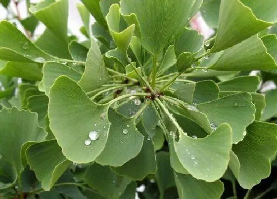 植物种类|银杏树是裸子植物吗