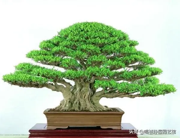 养殖科普|盆景枝干如何快速增粗（如何让盆栽植物枝条树干变粗）