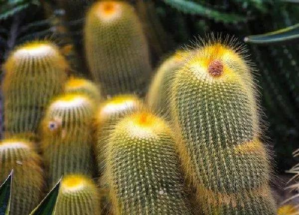 植物浇水|仙人球可以用茶水浇吗
