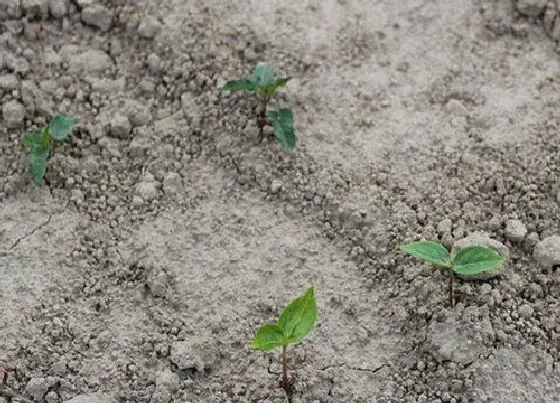 植物育苗|柿子种子怎么发芽 种子怎么种植才能出来