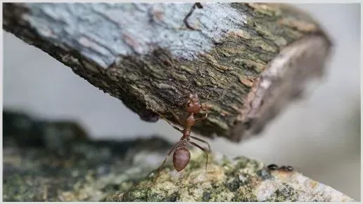 红火蚁天敌是什么？怎么消灭用什么药？ | 种植病虫害