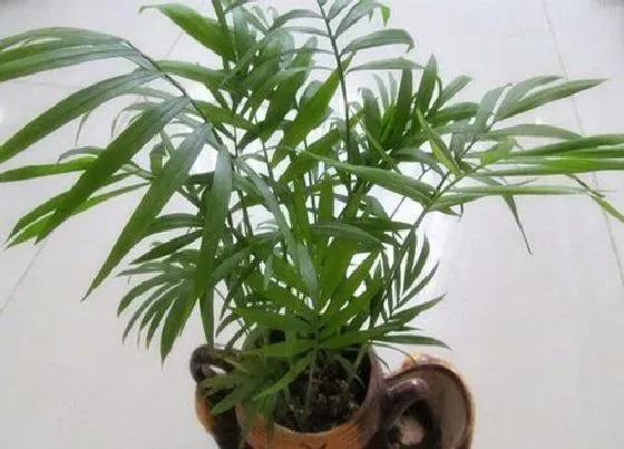 植物修剪|富贵椰子怎么修剪方法