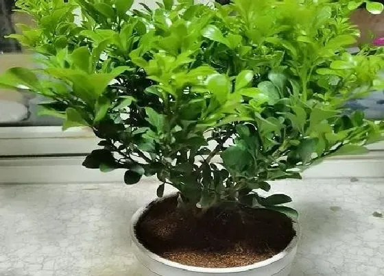 冬天植物|米兰抗冻吗