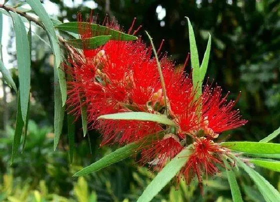 植物排行|蒴果植物有哪些