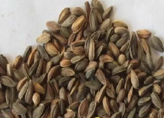 植物播种|非洲菊怎么留种子