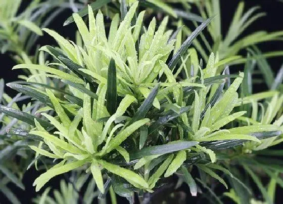 植物百科|罗汉松能长多大