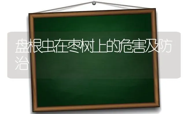 盘根虫在枣树上的危害及防治 | 瓜果种植