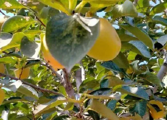 植物施肥|柿子树施什么肥最好