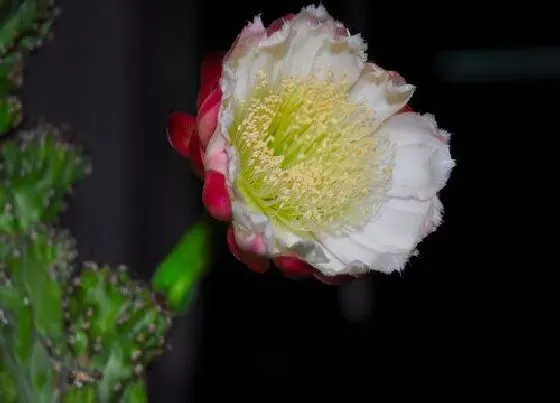 植物百科|山影开花吗 开花什么样子