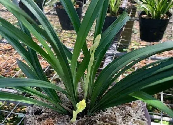 植物施肥|最好的兰花肥专用肥，养兰花用哪种有机肥料最好）