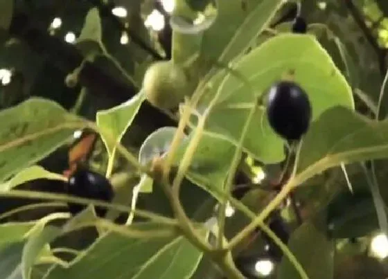 植物种类|樟木是保护植物吗