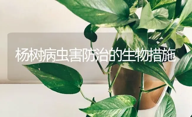杨树病虫害防治的生物措施 | 种植病虫害防治