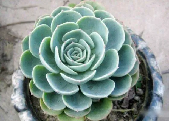 植物修剪|厚脸皮怎么修剪方法