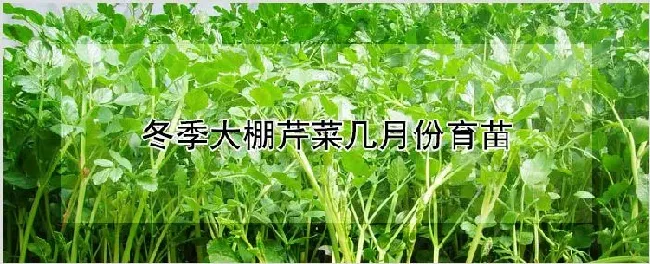 冬季大棚芹菜几月份育苗 | 种植资料