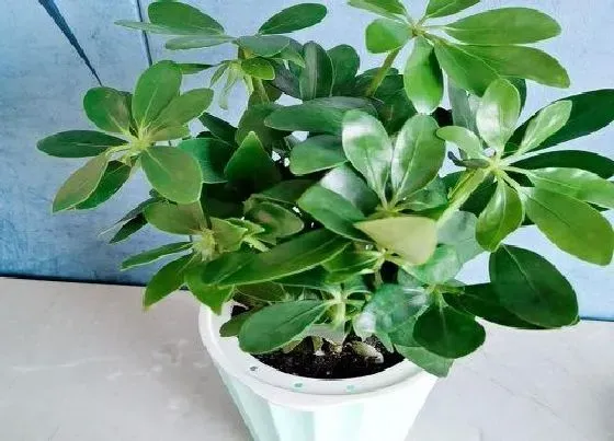 植物百科|鸭掌木又叫什么树