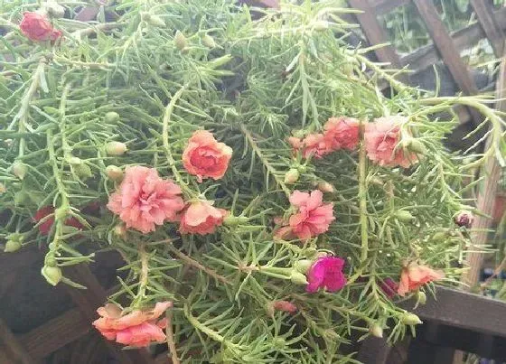 开花时间|太阳花四季开花吗