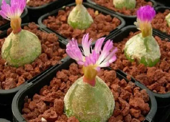 种植土壤|多肉植物种植方法步骤 正确栽植多肉的详细步骤图解