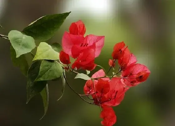 花期|勒杜鹃花期是什么时候