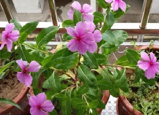植物毒性|四季梅有毒吗 可以放在室内养吗