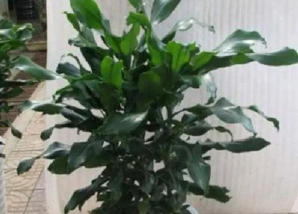 植物浇水|时来运转怎么浇水方法